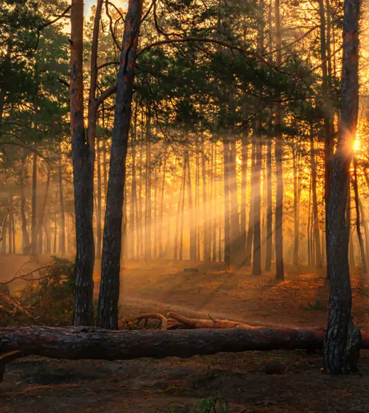 The growing impact of nature risk on investments and sustainability