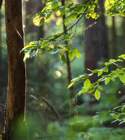 The real impact of ESG